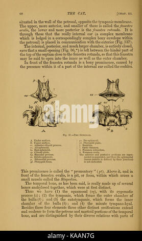 The cat; an introduction to the study of backboned animals (Page 68) BHL5232088 Stock Photo