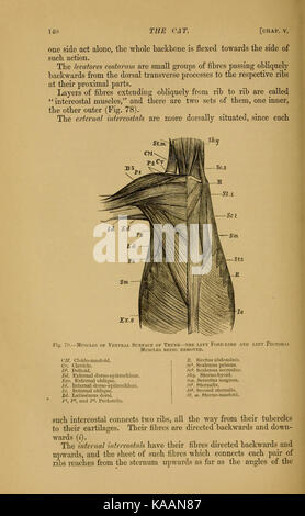The cat; an introduction to the study of backboned animals (Page 140) BHL5232486 Stock Photo