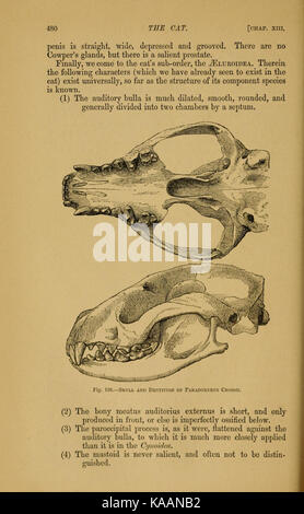 The cat; an introduction to the study of backboned animals (Page 480) BHL5232402 Stock Photo