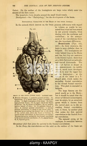 This anatomical study focuses on the comparative anatomy of vertebrates ...