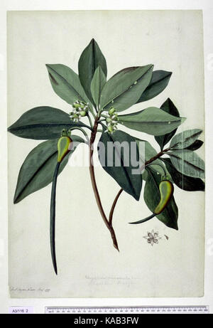 Rhizophora mucronata Lam Stock Photo