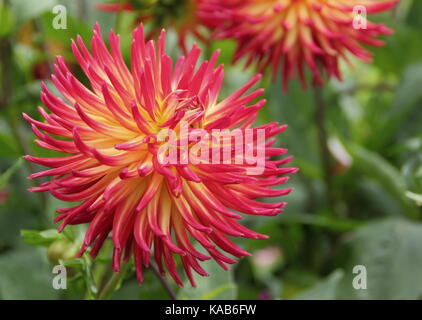 Dahlia 'Weston Spanish Dancer',a cactus type, bicolour showy flower, in full bloom in an English garden in late summer (August), UK Stock Photo
