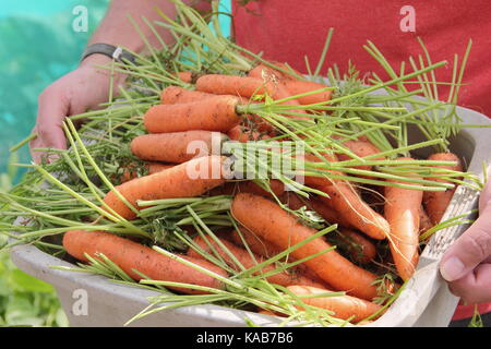 Freshly harvested home grown 'Nairobi' variety carrots are carried by a gardener through an allotment gardens in late summer (August) ,UK Stock Photo