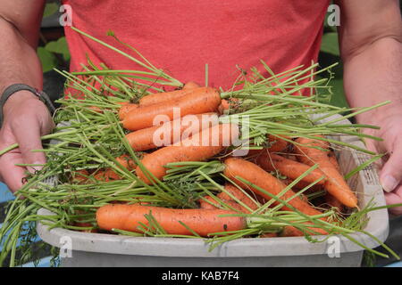 Freshly harvested home grown 'Nairobi' variety carrots are carried by a gardener through an allotment gardens in late summer (August) ,UK Stock Photo