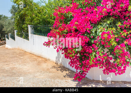 Red bougainville flowers blooming on white wall in garden Stock Photo