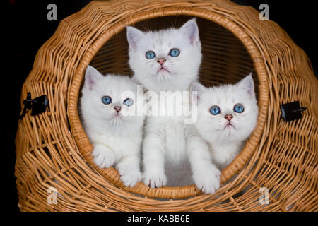 Three young white cats in wicker basket Stock Photo