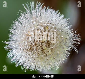 Super macro closeup of a white dandelion flower head and seeds showing many rain water droplets on the flower, seeds and petals, focus stacked Stock Photo