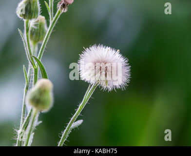 Macro closeup of a white dandelion flower head and seeds, on a green background, with lots of details and sharpness, focus stacked Stock Photo