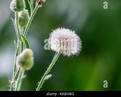 Macro closeup of a white dandelion flower head and seeds, on a green background, showing many rain water droplets on the flower, seeds and petals Stock Photo