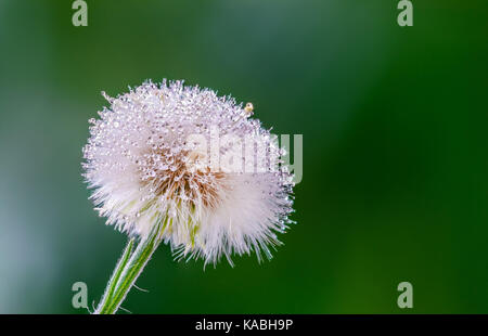 Super macro closeup of a white dandelion flower head and seeds, on a green background, showing many rain water droplets on the flower, seeds and petal Stock Photo