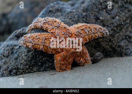 Orange Sea Star Clings to Rock in tidepool Stock Photo