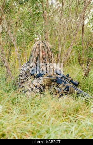 Law enforcement SWAT sniper in a ghillie suit crouched in dense foliage with his rifle and scope during a training exercise in the USA. Stock Photo