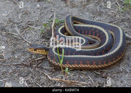 A Red-sided Gartersnake (Thamnophis sirtalis parietalis) coiled in dry mud at Wickiup Hill County Park, Iowa, USA Stock Photo