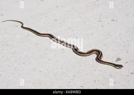 A Red-sided Gartersnake (Thamnophis sirtalis parietalis) stretched out on a gravel road at Squaw Creek National Wildlife Refuge, Missouri, USA Stock Photo