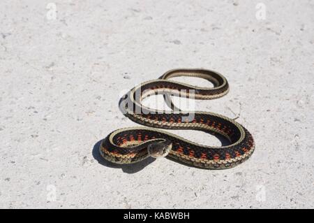 A Red-sided Gartersnake (Thamnophis sirtalis parietalis) coiled on a gravel road at Squaw Creek National Wildlife Refuge, Missouri, USA Stock Photo