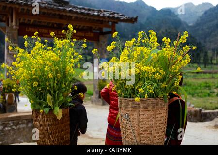 DONG VAN, HA GIANG, VIETNAM, January 01, 2017: Unidentified ethnic minority kids with baskets of rapeseed flower in Hagiang, Vietnam. Hagiang is a nor Stock Photo