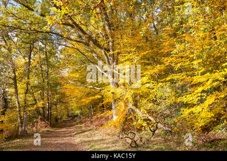 Winding farm track through a colorful  autumn forest with beech trees covered in bright yellow fall foliage  and a large old tree illuminates by a ray Stock Photo