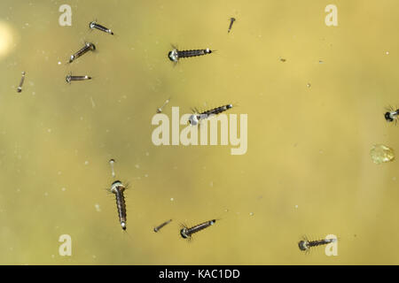 Mosquito larvae close up Stock Photo