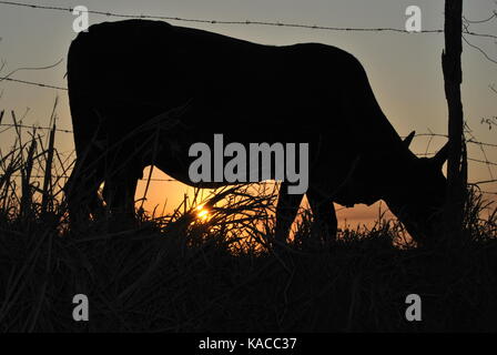 brazilian nellore cow Stock Photo