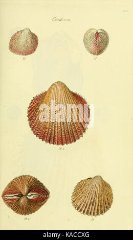 Scientific Shell Book This work provides detailed illustrations of mollusks from Great ...