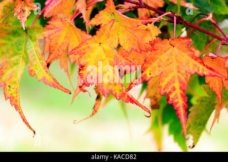 Rich red and golden colour in the autumn foliage of the small ornamental tree, Acer micranthum Stock Photo