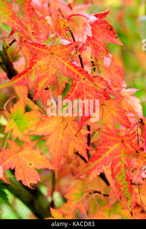 Rich red and golden colour in the autumn foliage of the small ornamental tree, Acer micranthum Stock Photo