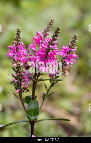 Pink flowers of the small evergreen shrub, Hebe 'Pink Paradise' Stock Photo