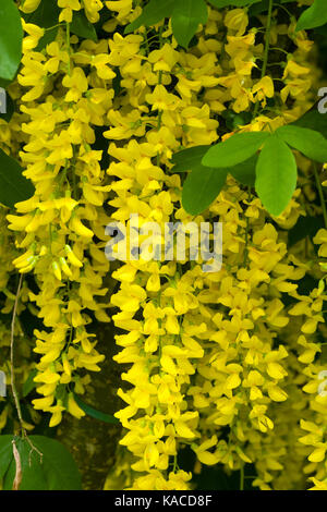 Hanging chains of yellow flowers in the dangling racemes of Laburnum × watereri 'Vossii' Stock Photo