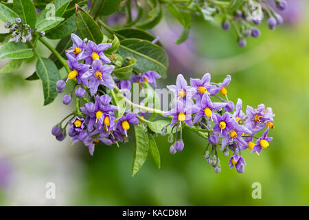 Purple flowers of the climbing potato vine, Solanum crispum 'Glasnevin' Stock Photo