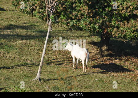 brazilian nellore cow Stock Photo