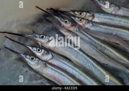 Ballyhoo bait fish ready for offshore fishing near Port Aransas