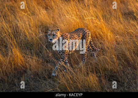 Adult cheetah (Acinonyx jubatus), Masai Mara, Kenya on the prowl walking stealthily through long grass in savannah in soft morning light Stock Photo