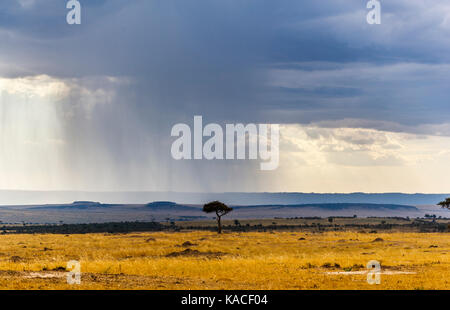 African landscape in bad weather: raining in the Masai Mara, Kenya, grey storm clouds precede a downpour of heavy rain Stock Photo