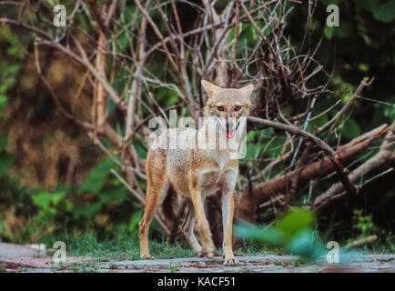 Indian Jackal, (Canis aureus indicus) Blackbuck National Park, Velavadar, Gujarat, India Stock Photo