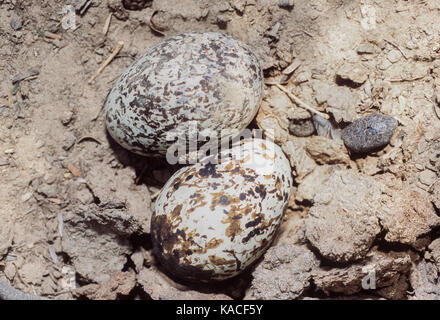 Two eggs in nest scrape belonging to Indian Stone-Curlew or Indian Thick-Knee, (Burhinus indicus), Keoladeo Ghana National Park, Bharatpur, Rajasthan, Stock Photo