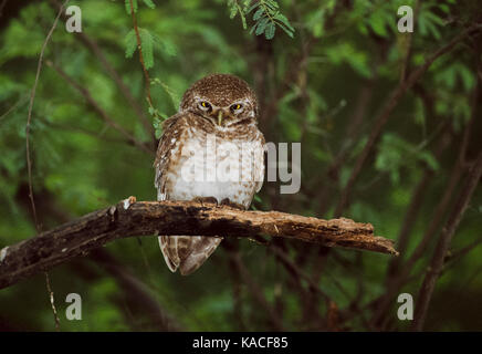 Spotted Owlet, (Athene brama), Keoladeo Ghana National Park, Bharatpur, Rajasthan, India Stock Photo