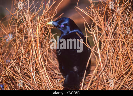 Satin bowerbird (Ptilonorhynchus violaceus), male adult, at bower, Lamington National Park Queensland, Australia Stock Photo