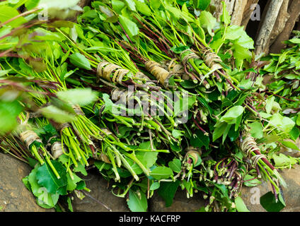 Khat leaves prepared for selling at the market, Konso, Omo valley, Ethiopia Stock Photo