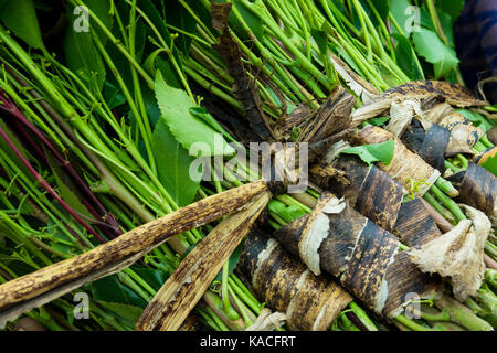 Khat leaves prepared for selling at the market, Konso, Omo valley, Ethiopia Stock Photo