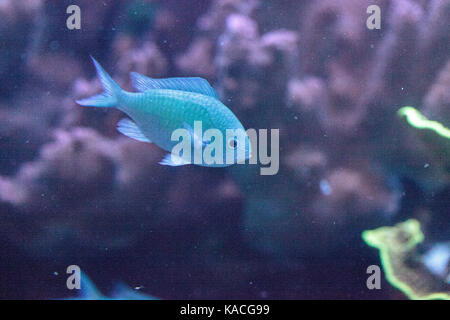 Bluegreen chomis fish, Chromis viridis, has a pale green color and is found on the reef Stock Photo