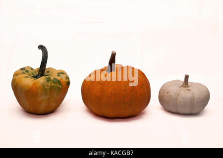 Three different pumpkins, a traditional orange, a white and a multi colored with a white background Stock Photo