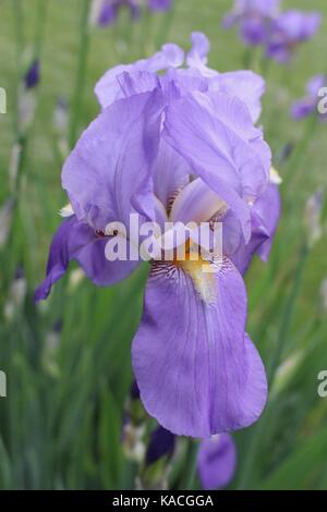 Close up view of a single lavender-hued blue bearded iris Stock Photo
