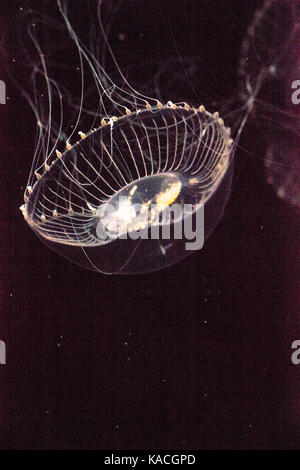 Crystal jellyfish Aequorea victoria is a bioluminescent hydrozoan jellyfish that is found off the west coast of North America Stock Photo