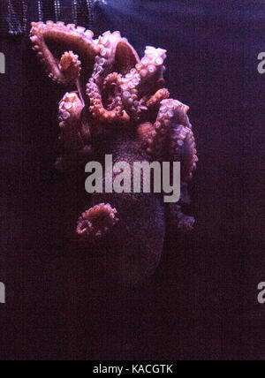 East Pacific Red Octopus (Octopus rubescens Stock Photo - Alamy