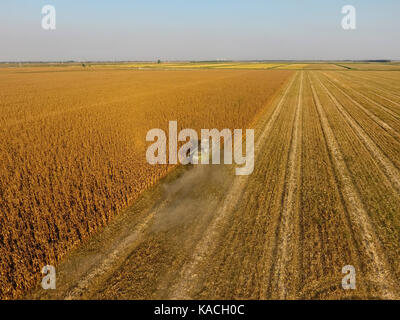 Harvester harvests corn. Collect corn cobs with the help of a combine harvester. Ripe corn on the field Stock Photo
