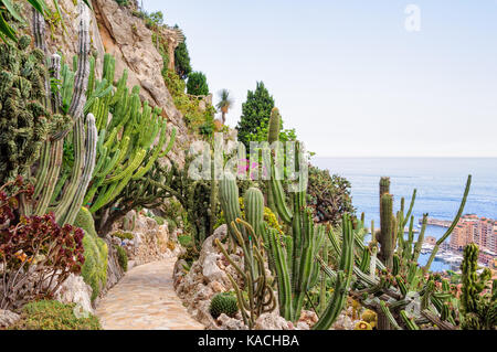 Cacti and other succulents on the cliff side of the Jardin Exotique overlooking the Mediterranean Sea - Monaco Stock Photo