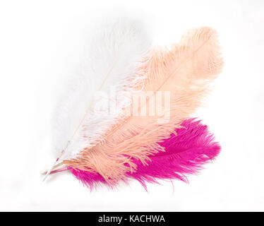 Colorful Artificial Feathers Shot on White Background Stock Photo