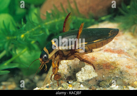 Gelbrandkäfer, Gelbrand-Käfer, Gelbrand, Dytiscus marginalis, great diving beetle, Schwimmkäfer, Dytiscidae Stock Photo