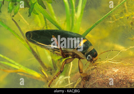 Gelbrandkäfer, Gelbrand-Käfer, Gelbrand, Dytiscus marginalis, great diving beetle, Schwimmkäfer, Dytiscidae Stock Photo