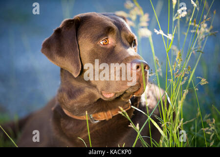 Labrador Retriever, Chocolate Labrador. Portrait of adult Stock Photo